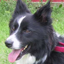 Kirby was adopted in June, 2006